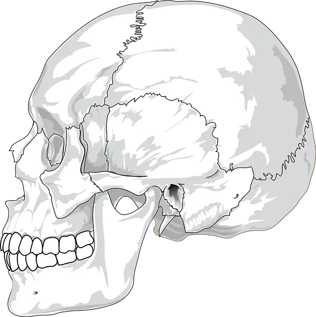 What is the Hardest Part of the Skull